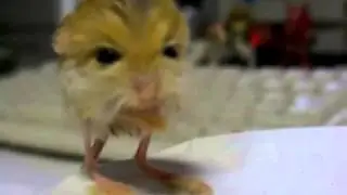 pygmy jerboa