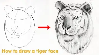 How to draw a tiger 🐯 |easy animal drawing step by step  easy tutorial tiger sketch