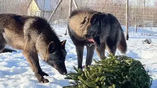 В лесу родилась елочка