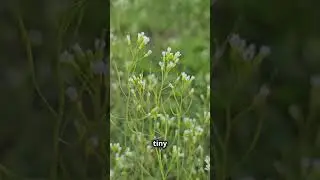 Shepherd's purse: A plant that grows everywhere and always!