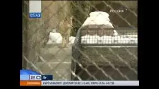 Животное в нас или человеческое в них?
