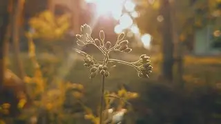 CINEMATIC ALAM | sinematik alam sore cerah | mentahan video estetik | Beauty of Nature