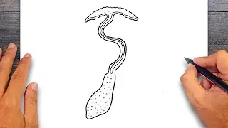 How to draw Spoon Worm - Annelids Drawing