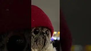 Басик веселится возле ёлочки. 