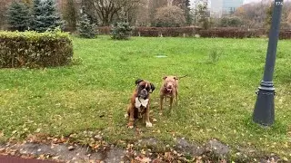 Парк для собак в Зеленограде. Да здесь и жить можно😁