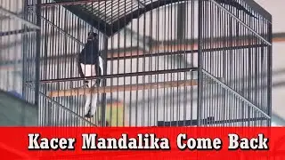 Belum Fit 100 % Kacer Mandalika Tampil Kurang Menggigit