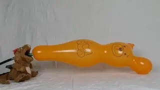 027 - blow to pop orange bear balloon