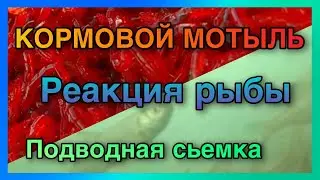 Кормовой мотыль.Стаи рыбы под лункой.Подводная съемка.