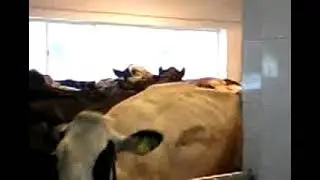 Коровы на доении.
