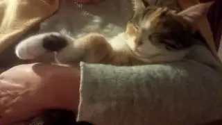 Sahibiyle Konuşan Kedi Kader