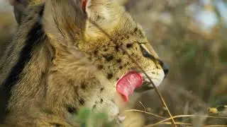 Planet Earth 2 [2016] - Serval Screen Time