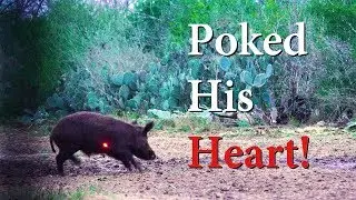 Bowhunting Big Texas Boar - Heart Shot (Graphic)