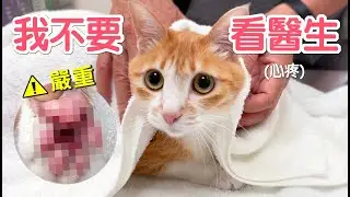 Uni看醫生全程喊媽~阿公陪叫好心疼｜傲嬌爸的養貓日常