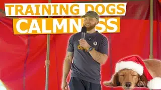 My 'Training' Calmness in Dogs Talk at Dogfest