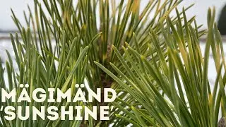 Mägimänd  - Sunshine 4K