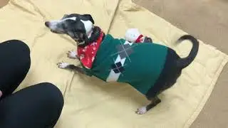Joey is dressed up for Thanksgiving, now he needs a home to celebrate with