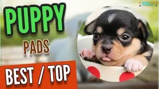 Top 6 best puppy pads that you can buy from Amazon!