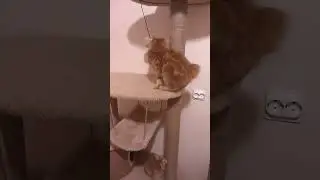 Освоение нового комплекса курильскими бобтейлами #котята #курильскийбобтейл