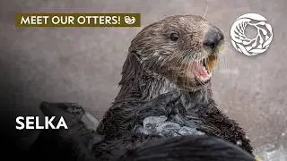 Meet Selka the sea otter! | Monterey Bay Aquarium