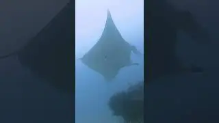 Top 10 Amazing Facts About Manta Rays for Kids! Educational Video #mantarays #seacreatures