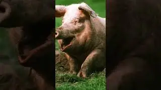 ХЫ