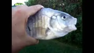 kiler fsh