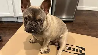 Ranting about a stressful day.. 😕 | @nurfthefrenchie