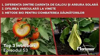 Carența Calciu vs Arsură Solară | Ofilire Vasculară Vinete | Capcane Bio Pt Prădători - Top 3 - Ep53