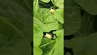 Cucurbita maxima or  pumpkin #garden #flora #pumpkin #squash