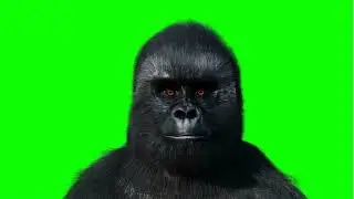 Green Screen SMILING GORILLA MONKEY  Animated | NO COPYRIGHT Animation Graphics (FREE TO USE)