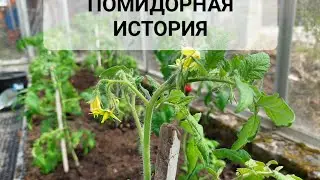 Высадка томатов в теплицу на Урале 2 мая