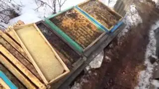 Первые результаты зимовки  пчел