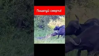 #animals #shortsvideo #animal #nature #wildlife #шортс #шортс2023 #movie