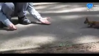 Ручная белка )