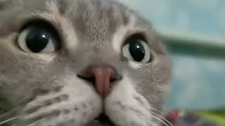 Нюшка смотрит в камеру