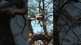 Loros de Asunción