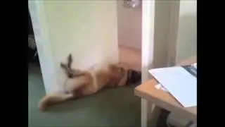 спящии собаки