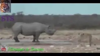 Animal Fight to Death - Lion vs Rhino Real Fight in Jungle - Struggle to Survive