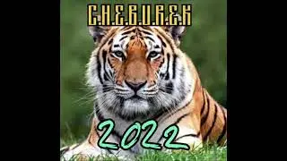 C.H.E.B.U.R.E.K - Infinity