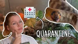 Watch THIS Before Getting a Reptile | All About Quarantine...