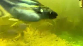 Mini pound / Big Aquarium