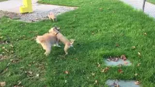 Puppies in the Park