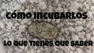 Cómo incubar huevos de GECKO LEOPARDO/ Mi experiencia incubándolos.