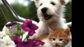 AMIGOS ETERNOS S2
