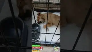 Щенка сбила машина