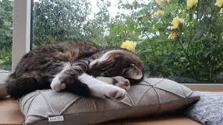 cat inside, rain outside