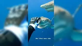 Sharks Swimming With People (INSANE Compilation)
