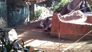 Gorilla Mating in Toronto Zoo