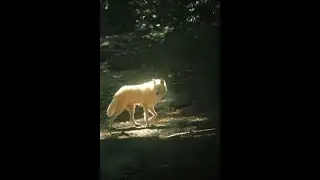 Got that Alpha Wolf Energy - Subliminal  :D ~Helpx you shift 2x faster