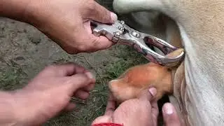 Castration of bull l dr umar khan